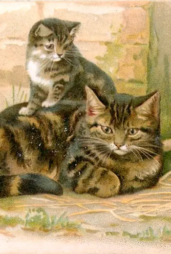 Кошка и котенок для детей
