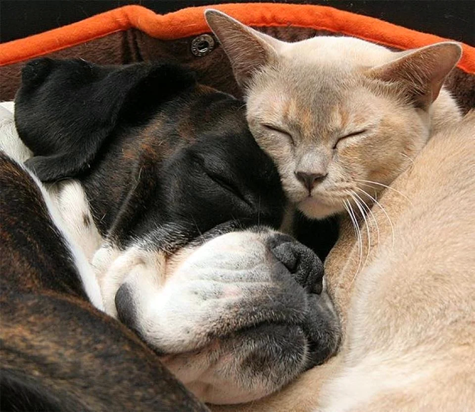 Кошка и собака любовь