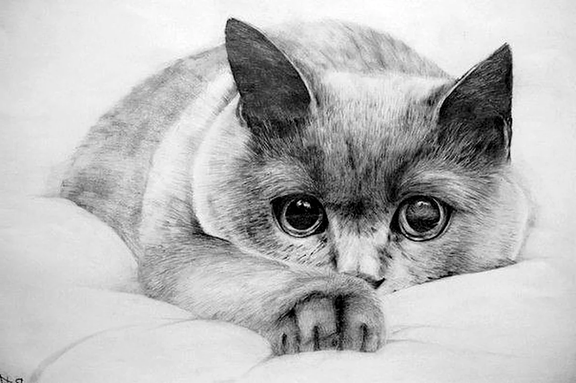 Кошка карандашом