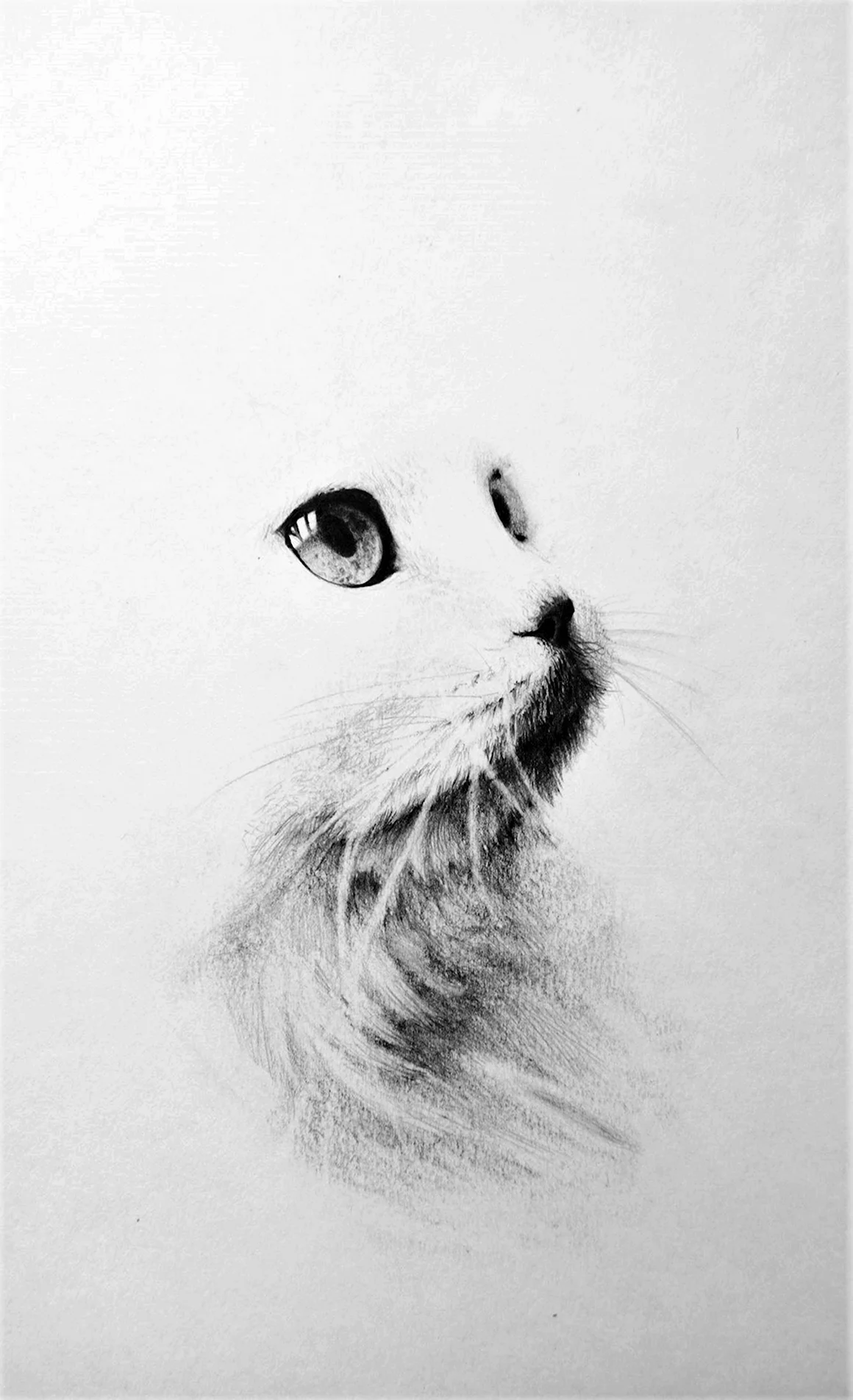 Кошка карандашом