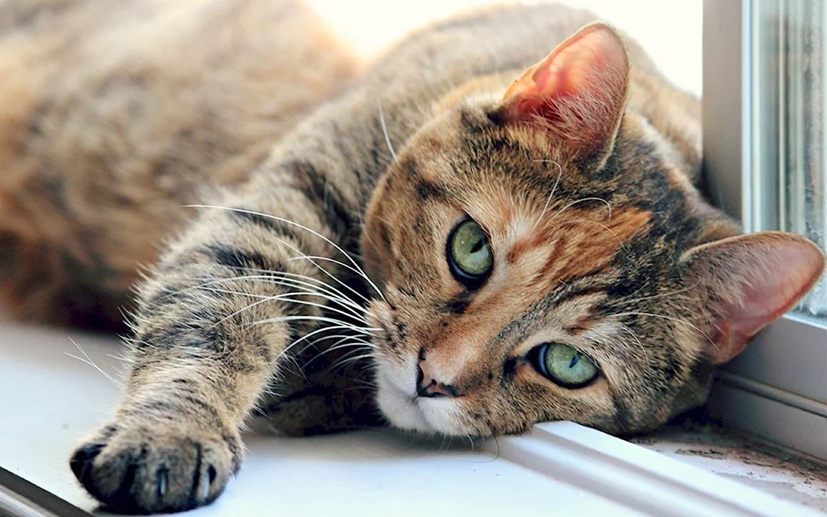 Кошка лежит
