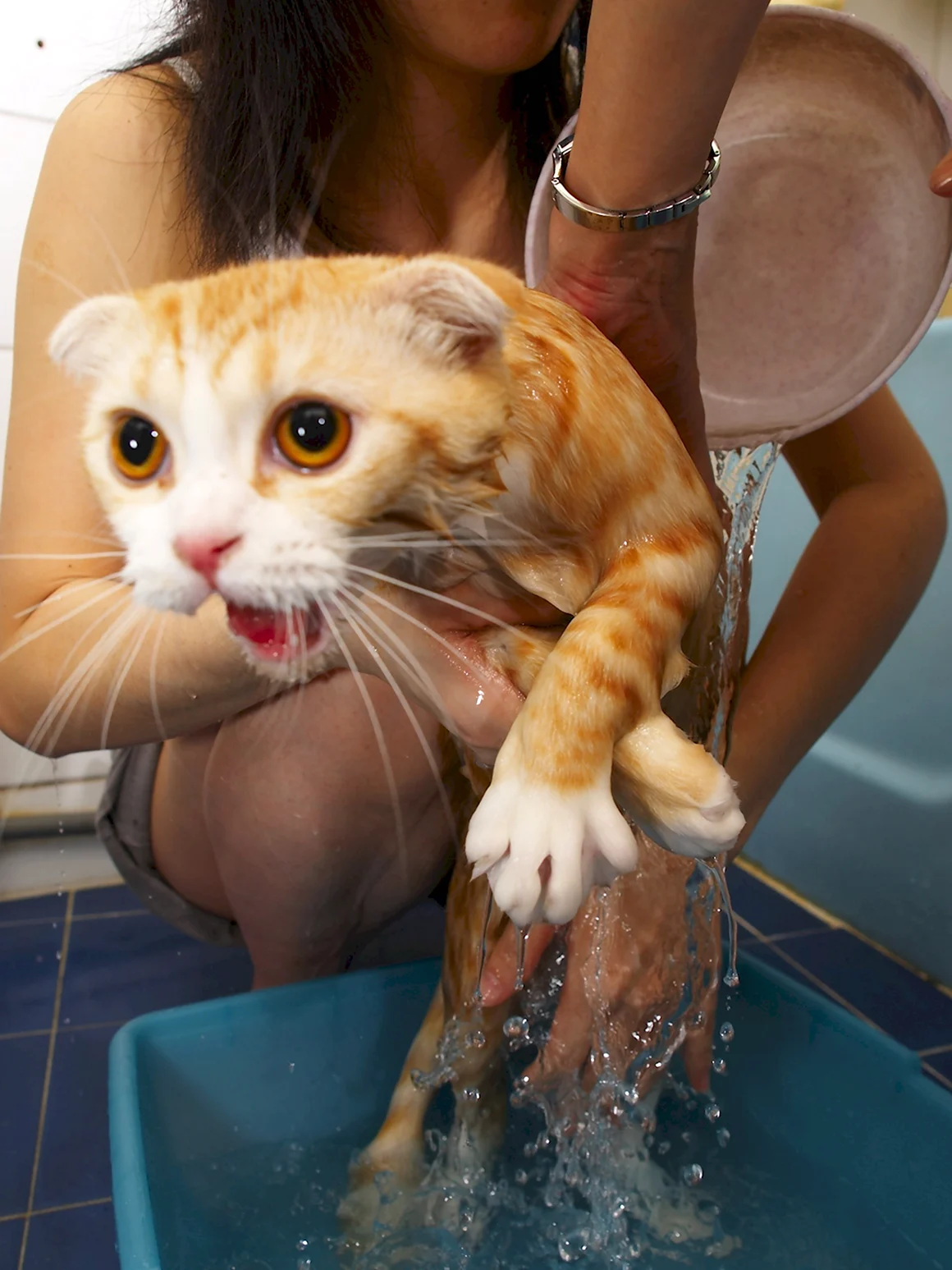 Кошка моется