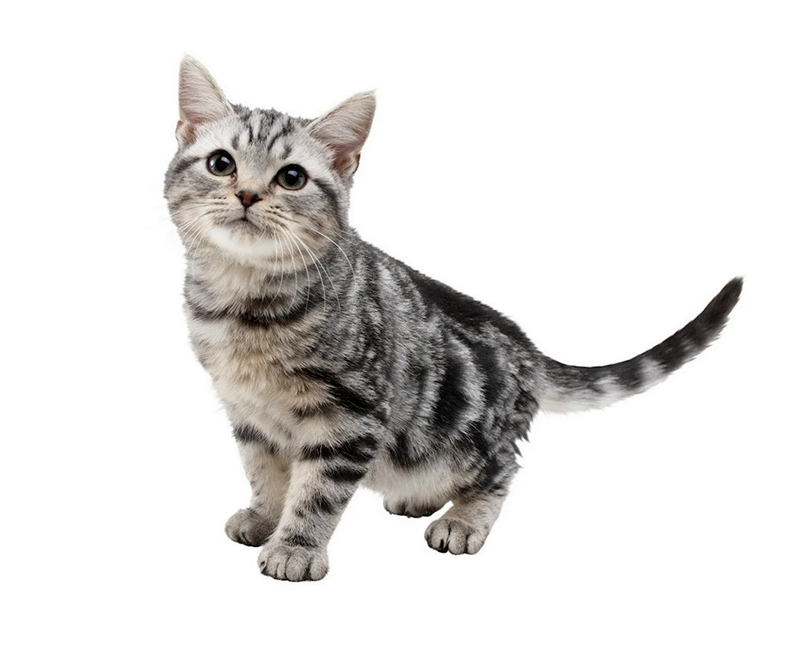 Кошка на белом фоне