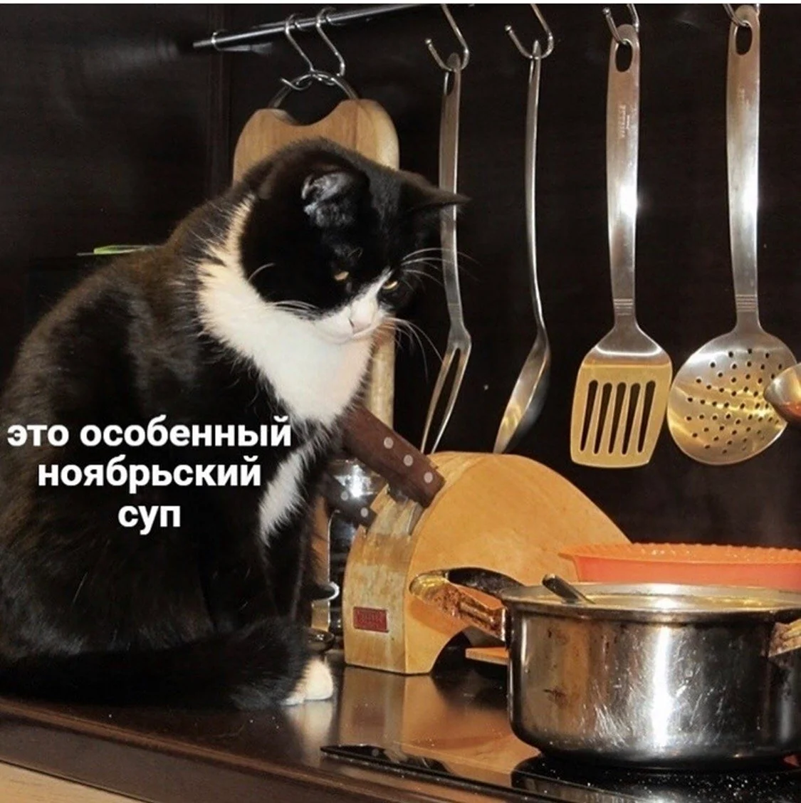 Кошка на кухне