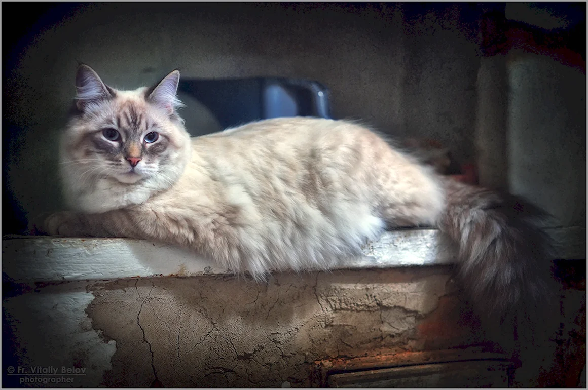 Кошка на печи