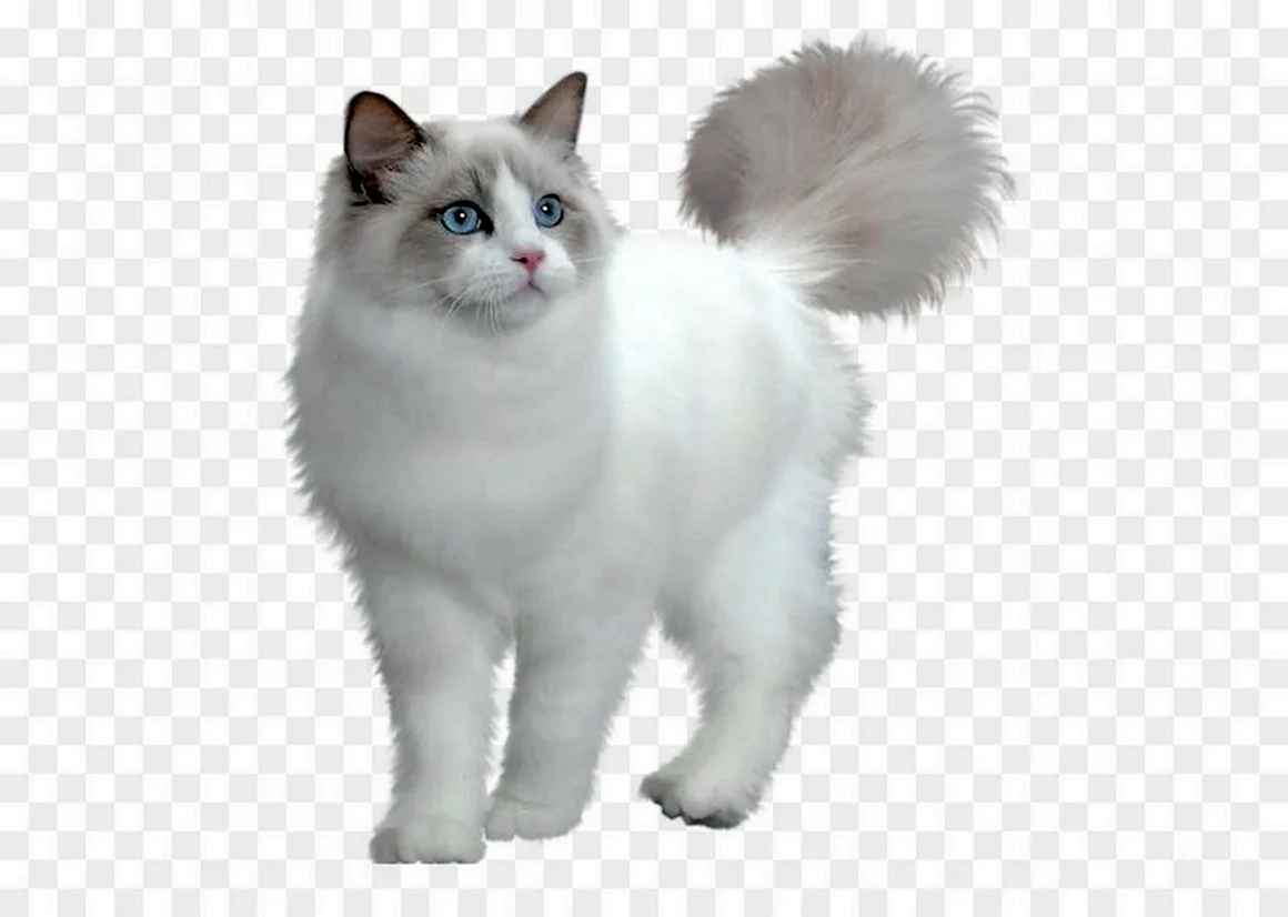 Кошка на прозрачном фоне