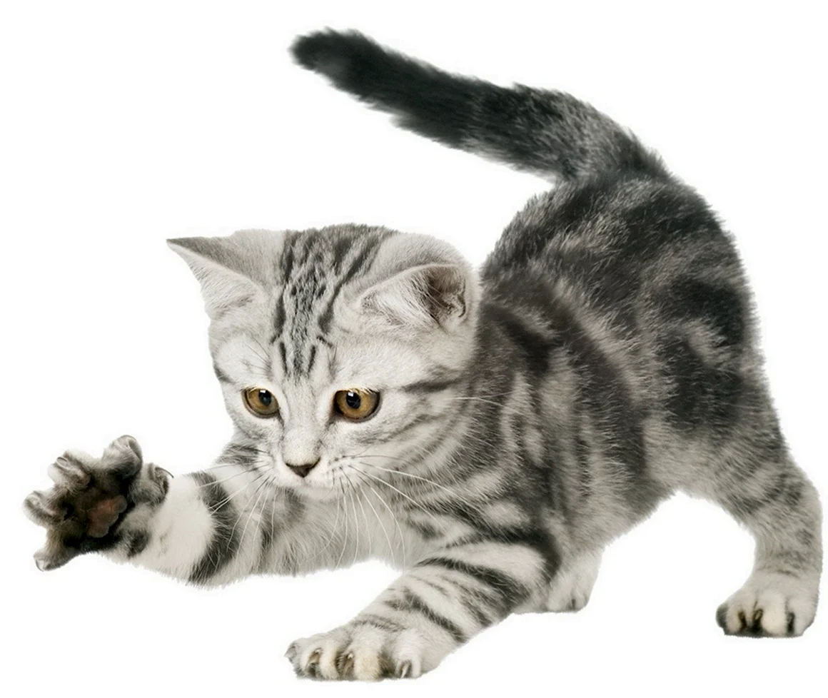 Кошка на прозрачном фоне