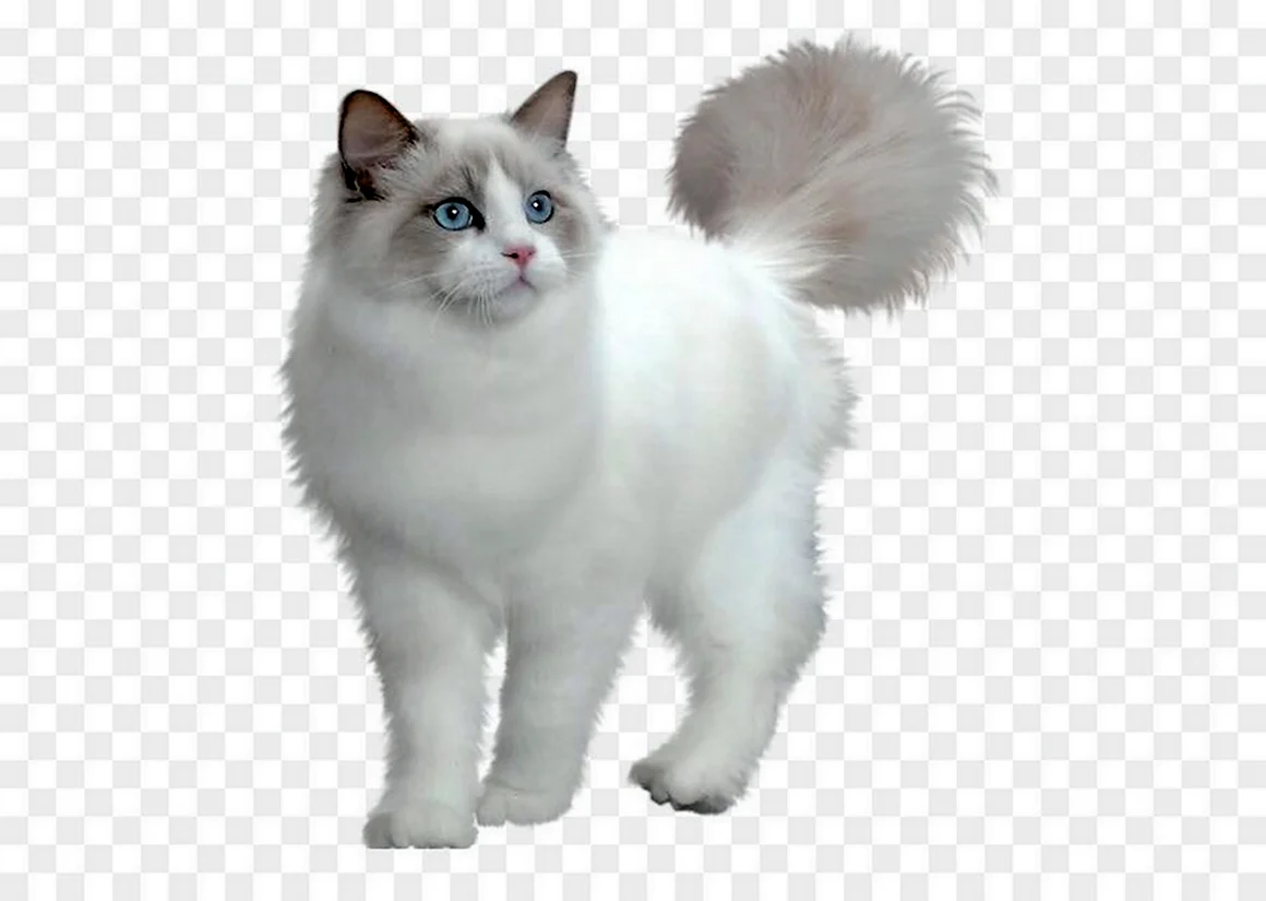 Кошка на прозрачном фоне