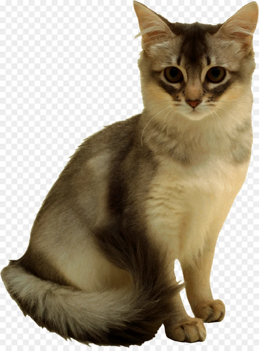 Кошка на прозрачном фоне