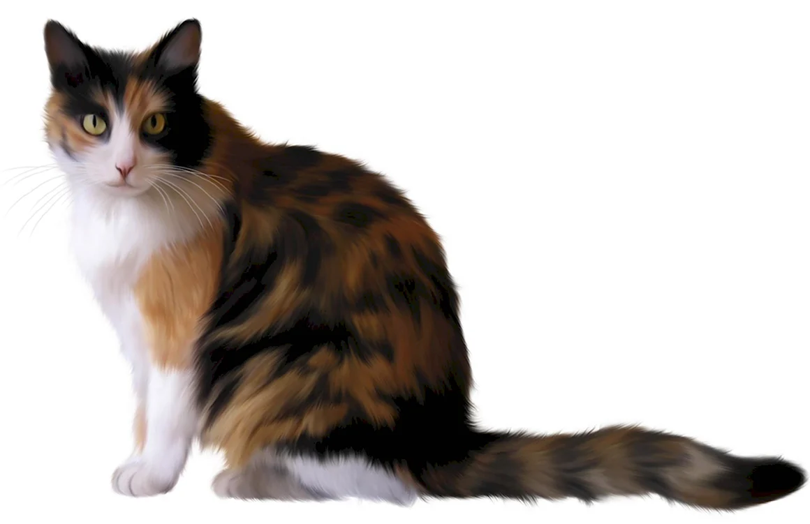Кошка на прозрачном фоне