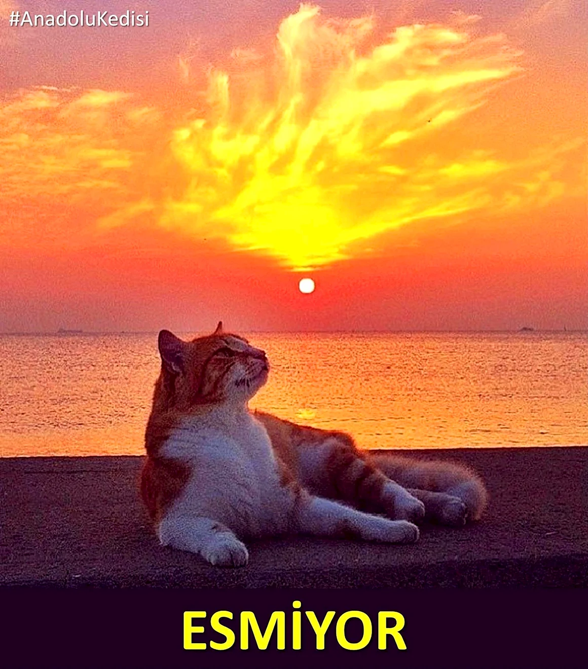 Кошка на рассвете