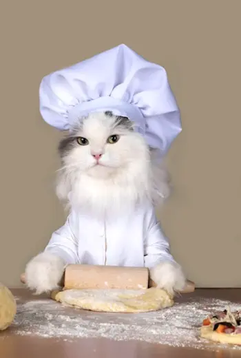 Кошка повар