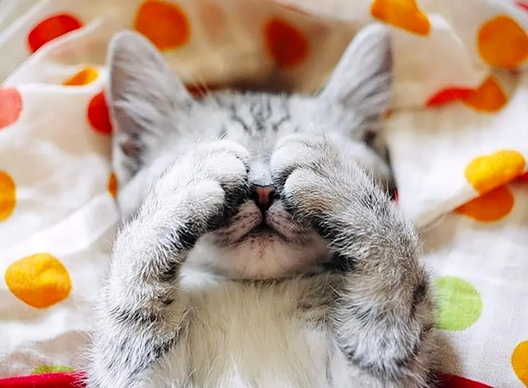 Кошка проснулась
