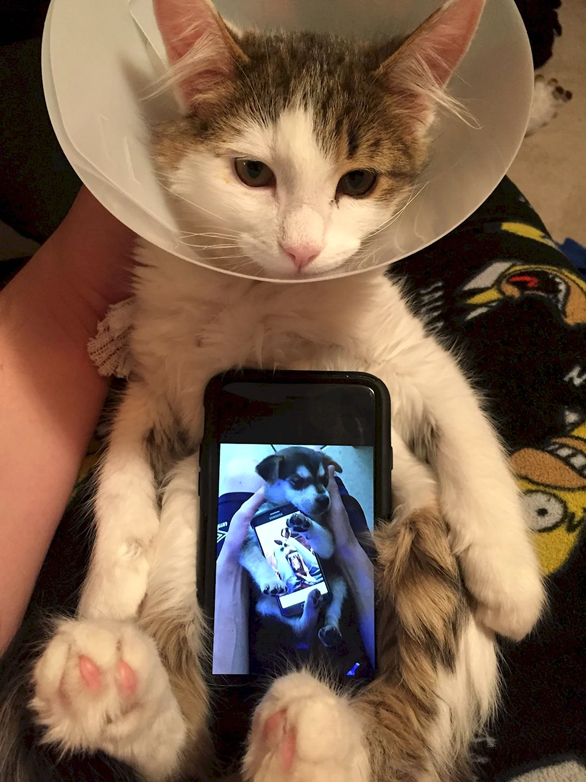 Кошка с айфоном