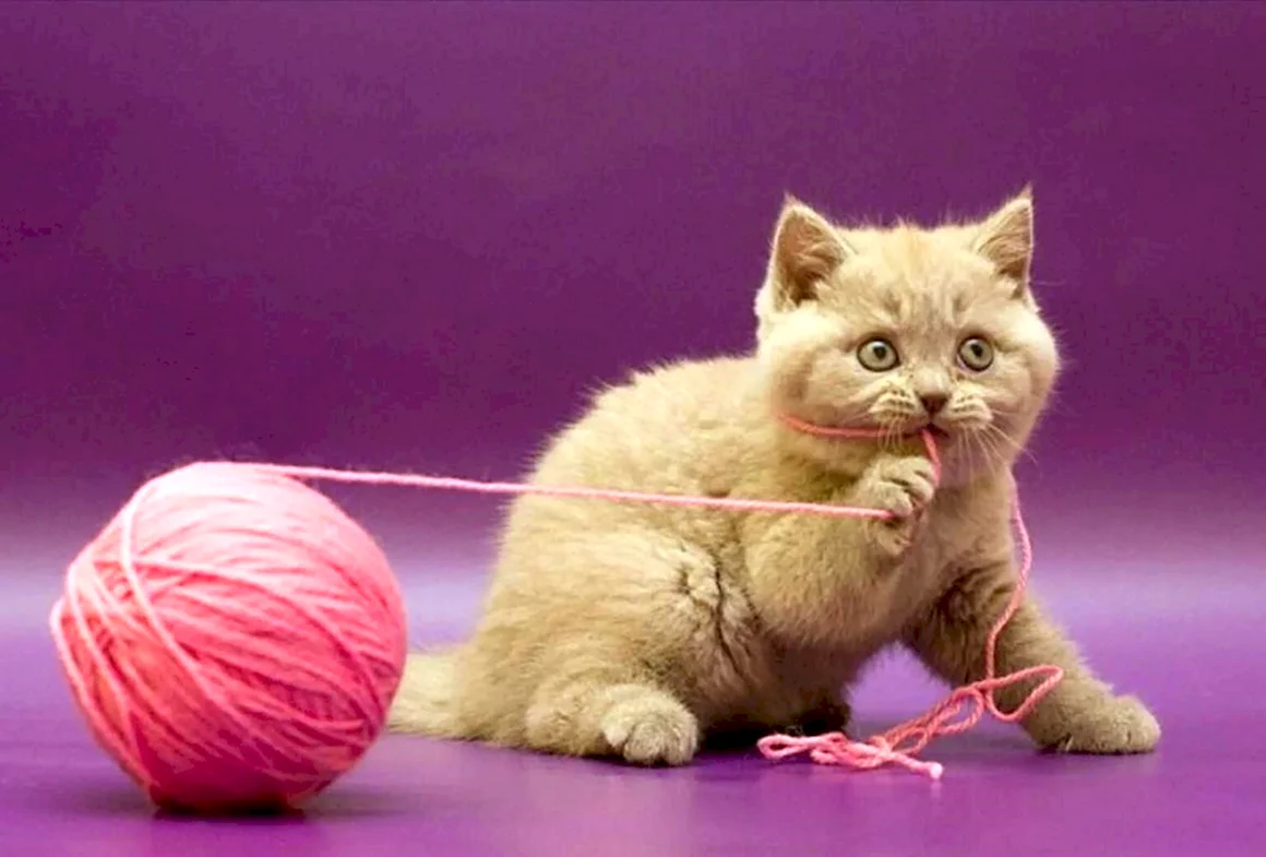 Кошка с клубком