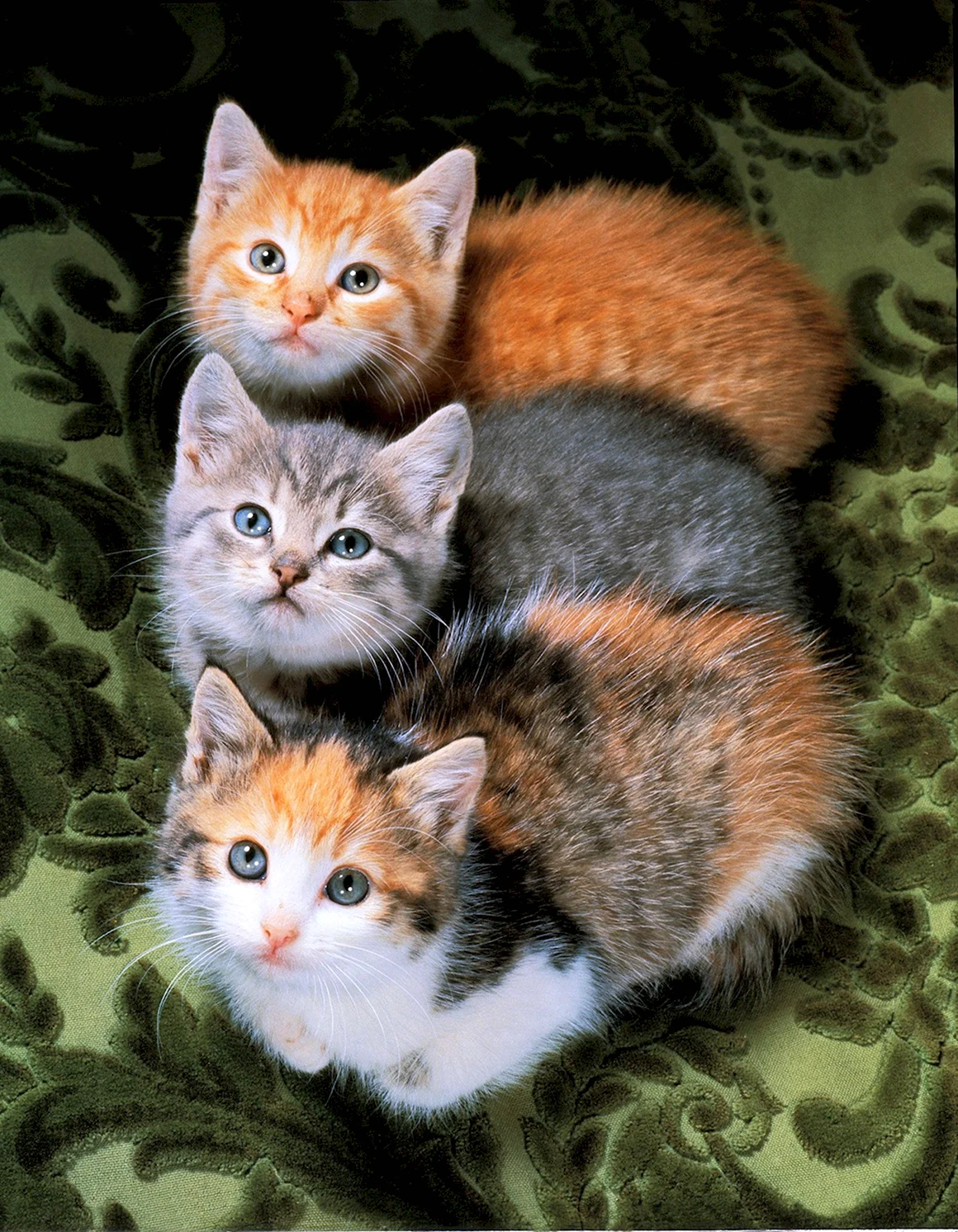 Кошка с котятами