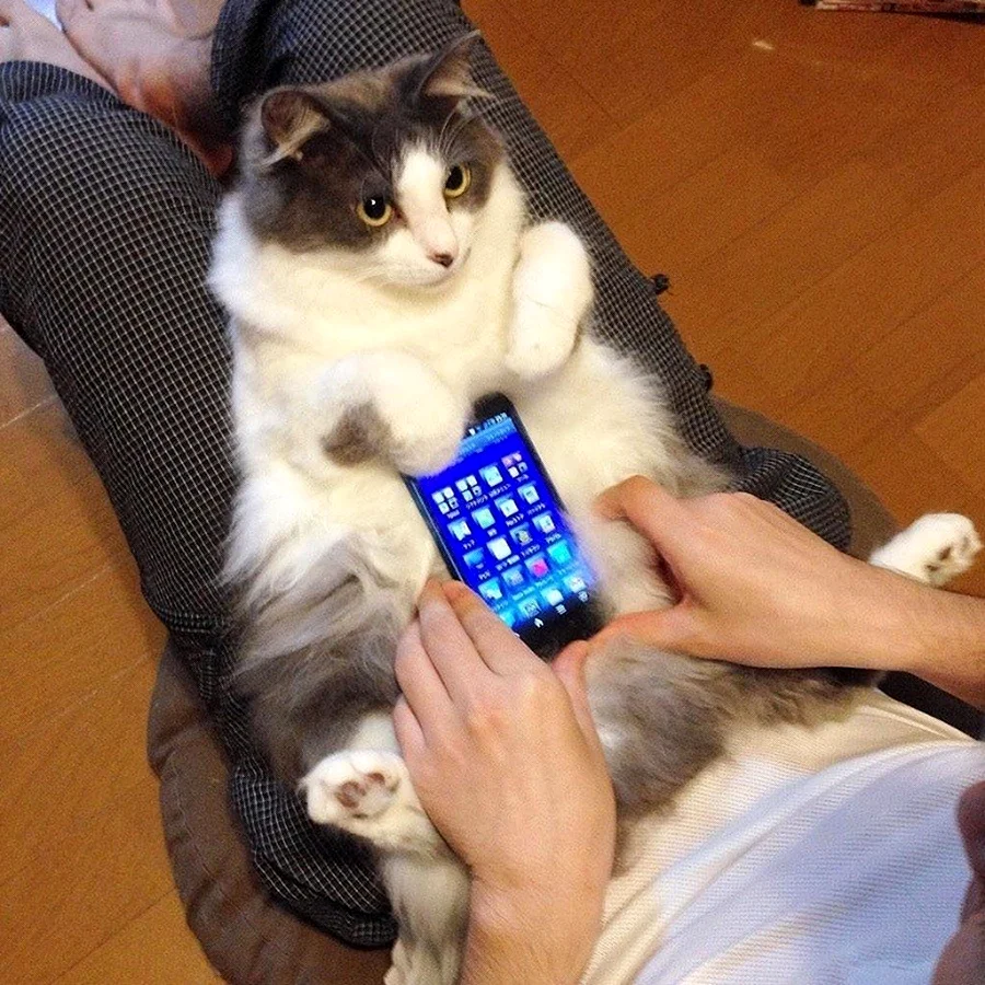 Кошка с телефоном