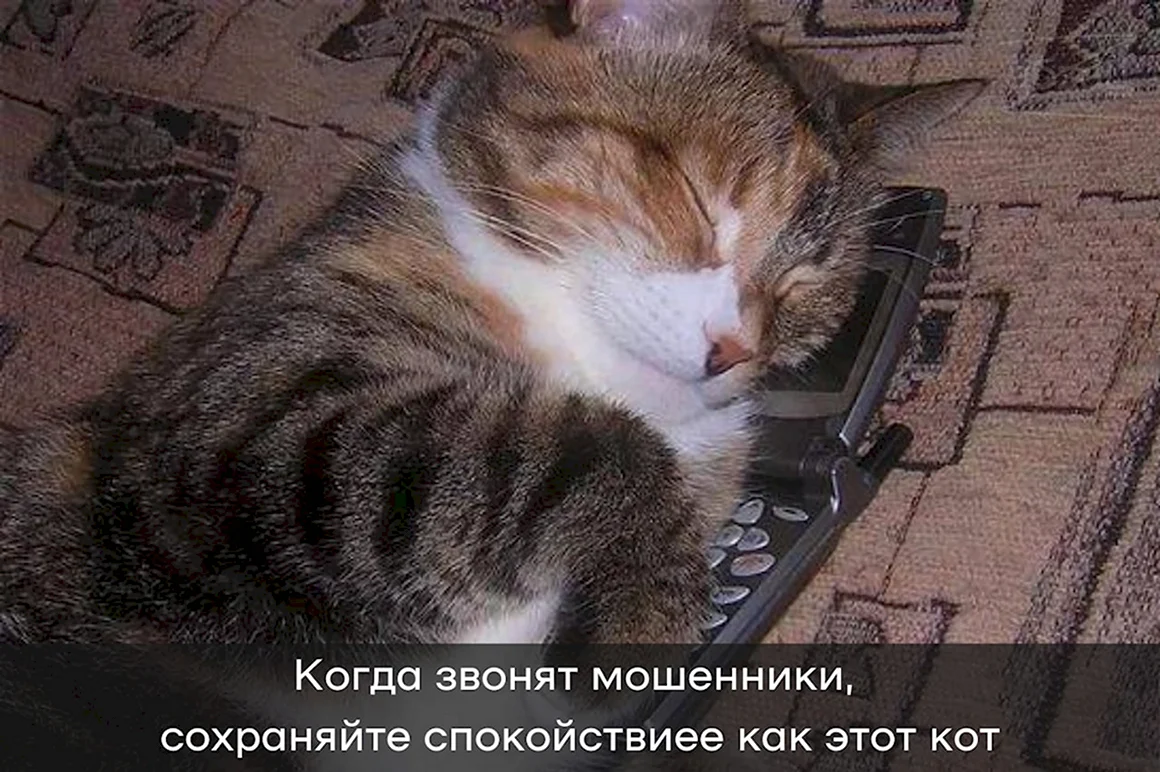 Кошка с телефоном