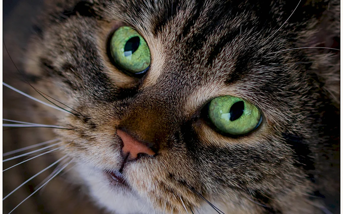 Кошка с зелеными глазами