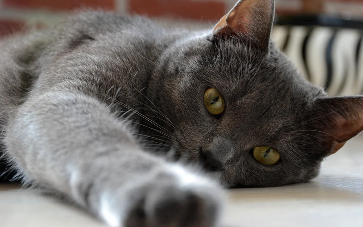 Кошка серая