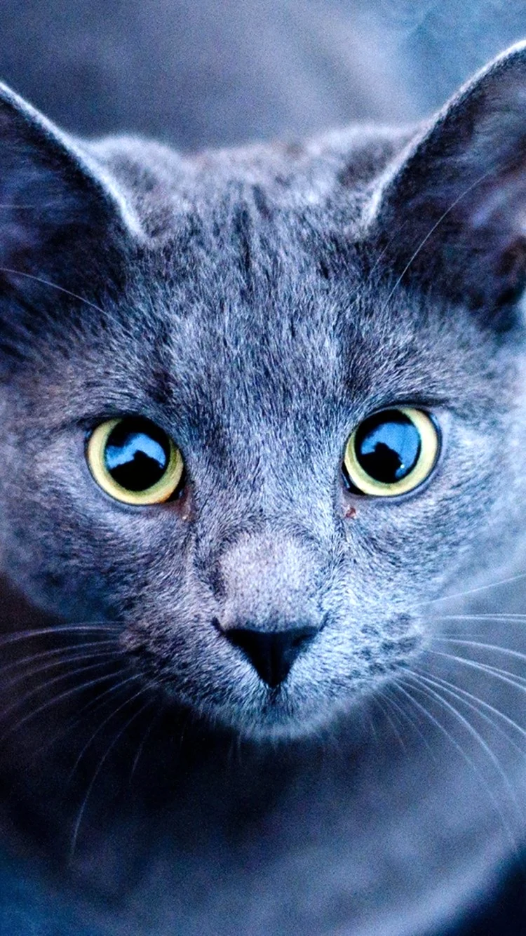 Кошка серая