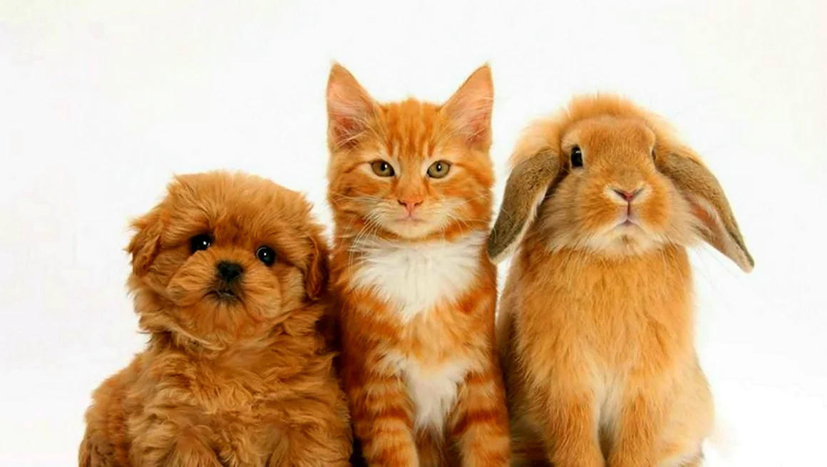 Кошка собака кролик
