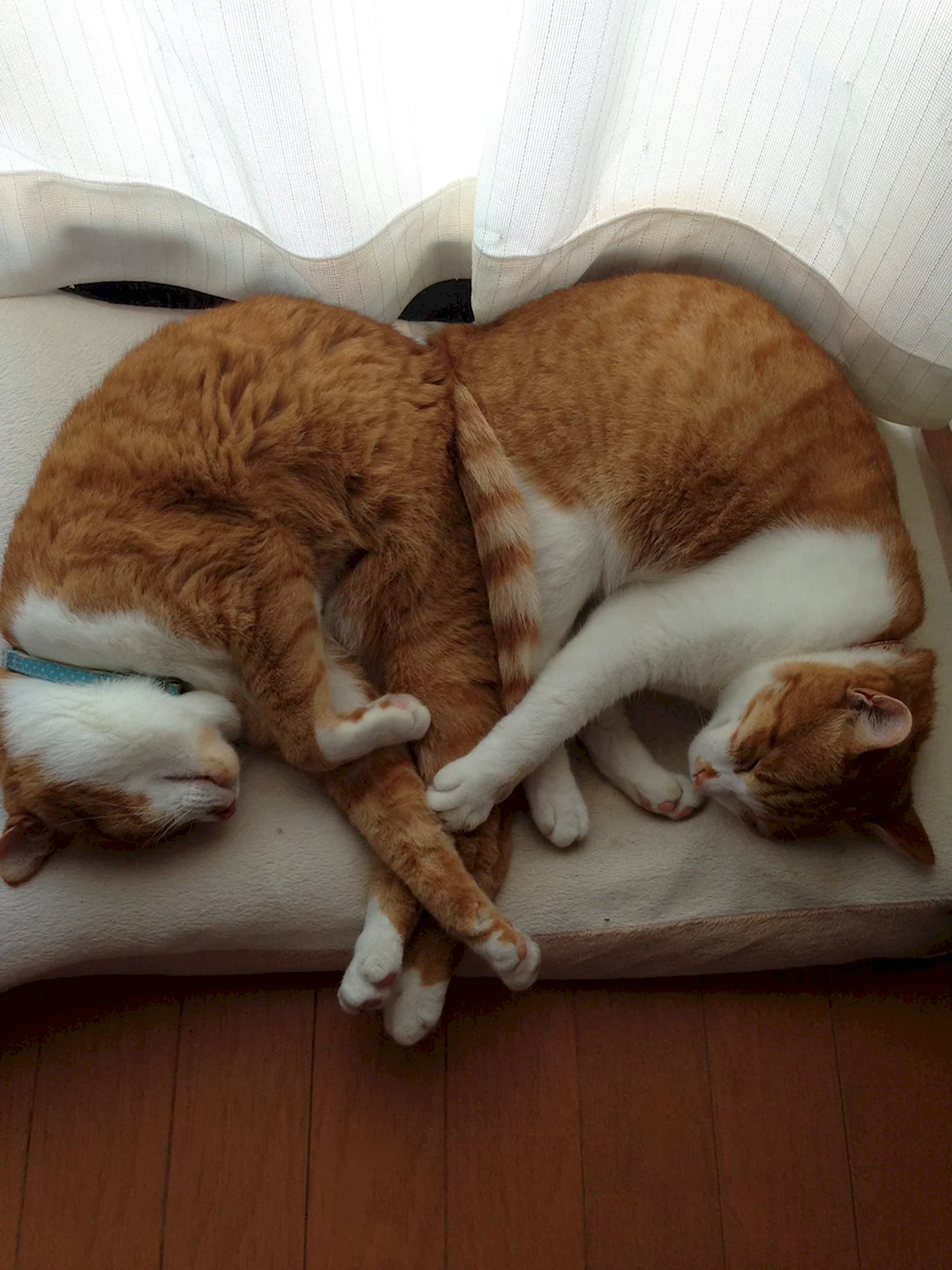 Кошка спит
