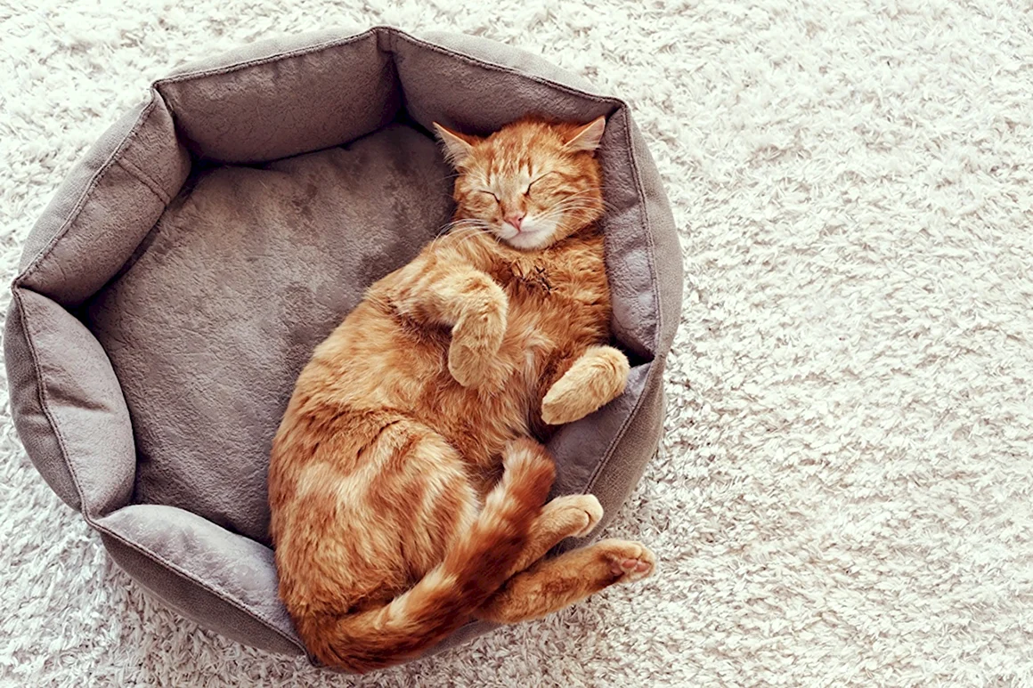 Кошка спит