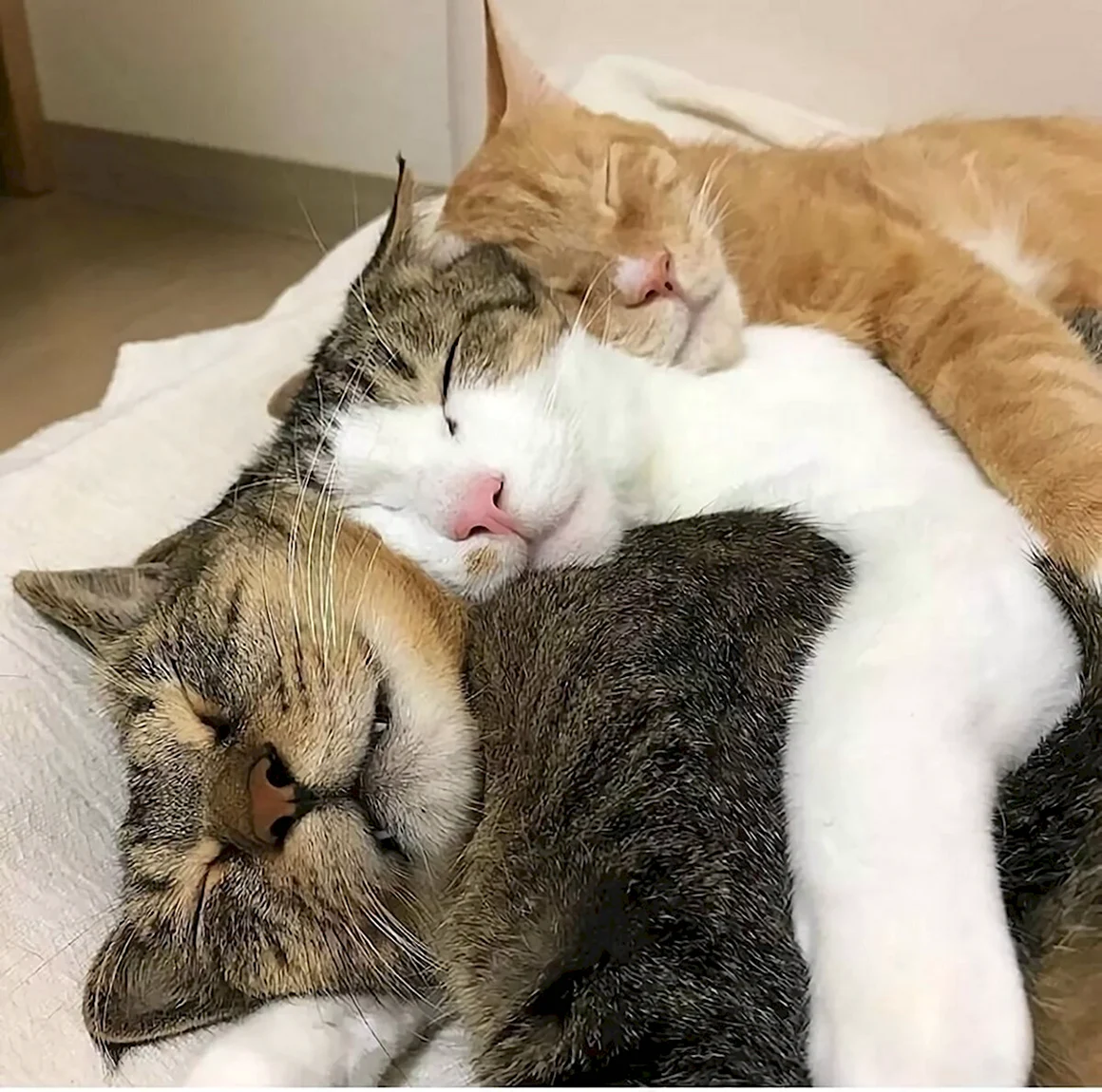 Кошка спит