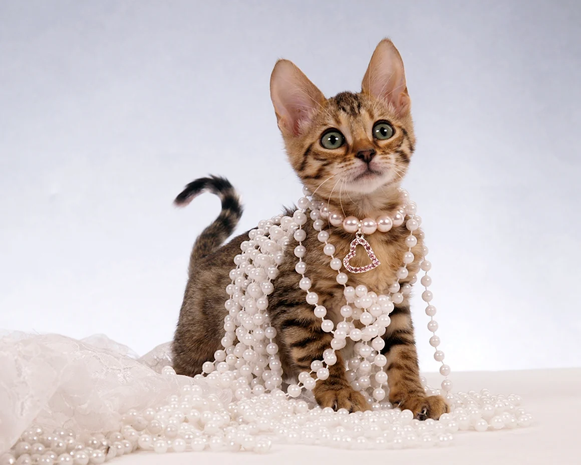 Кошка в бусах