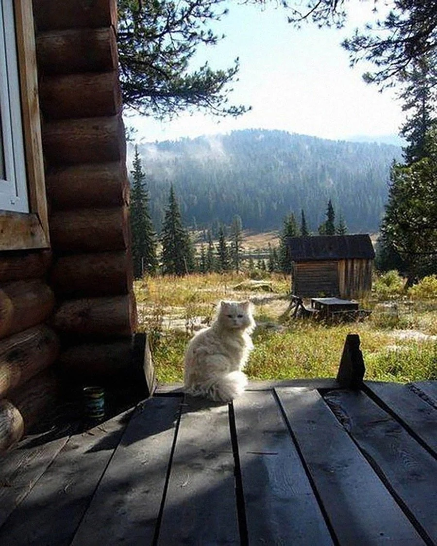 Кошка в деревне