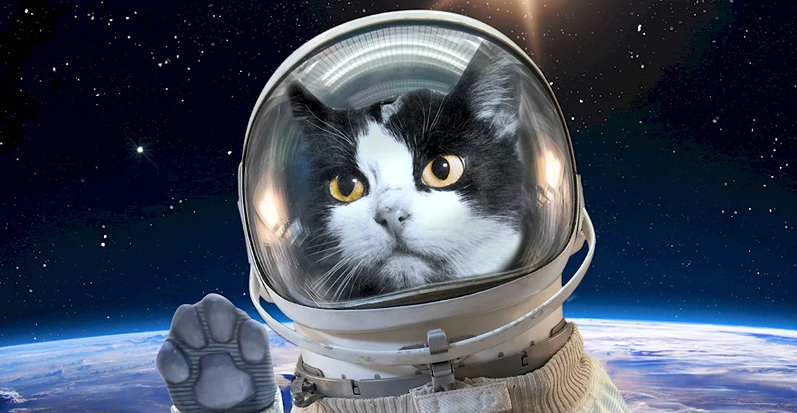 Кошка в космосе
