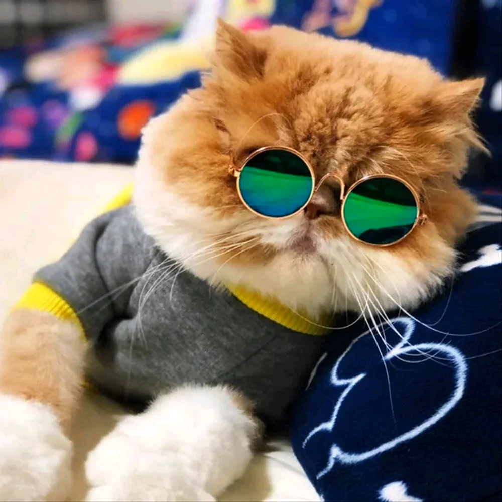 Кошка в очках