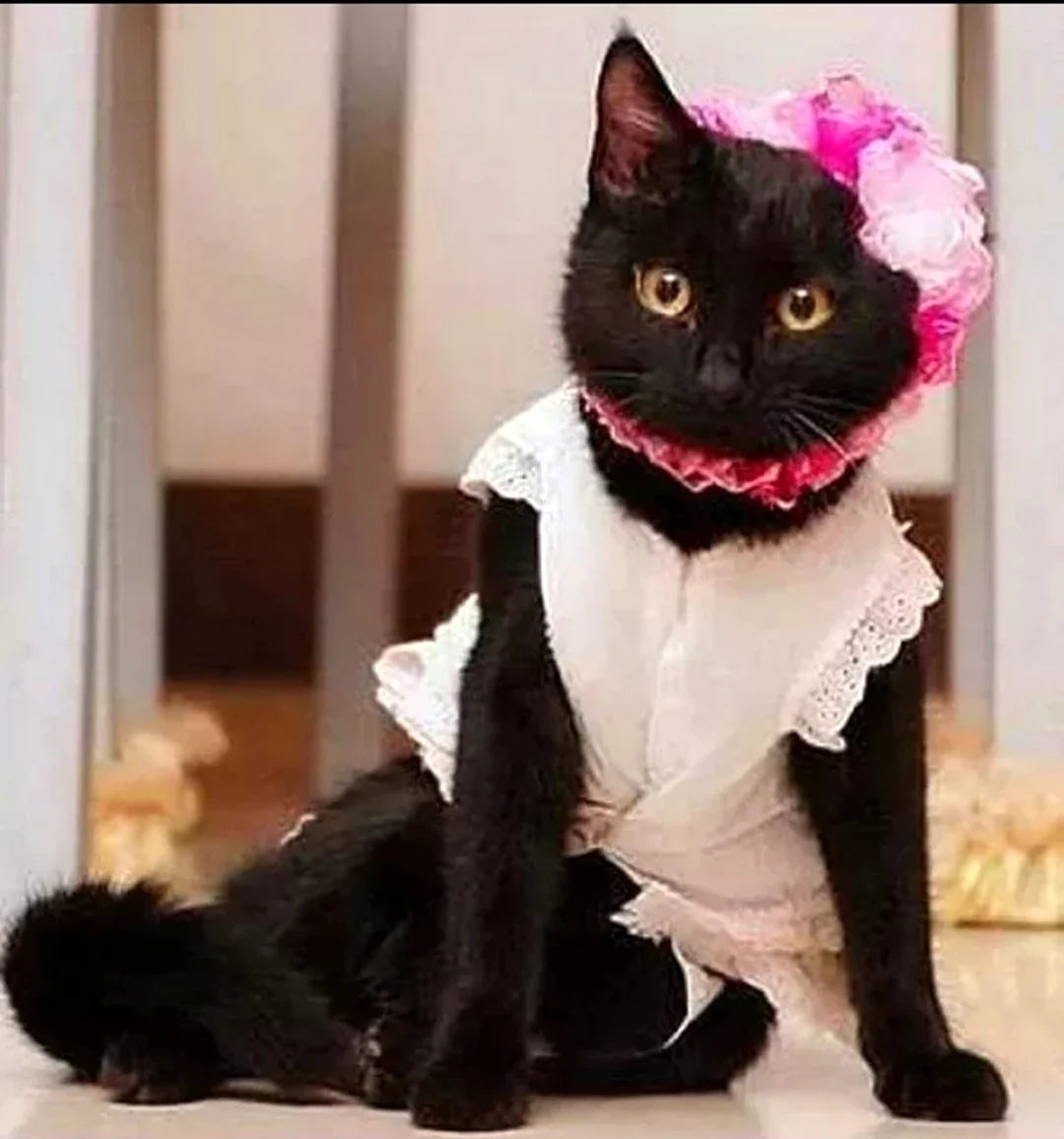 Кошка в платье