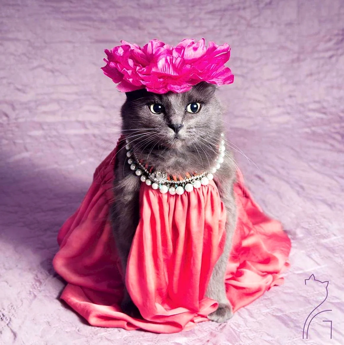 Кошка в платье