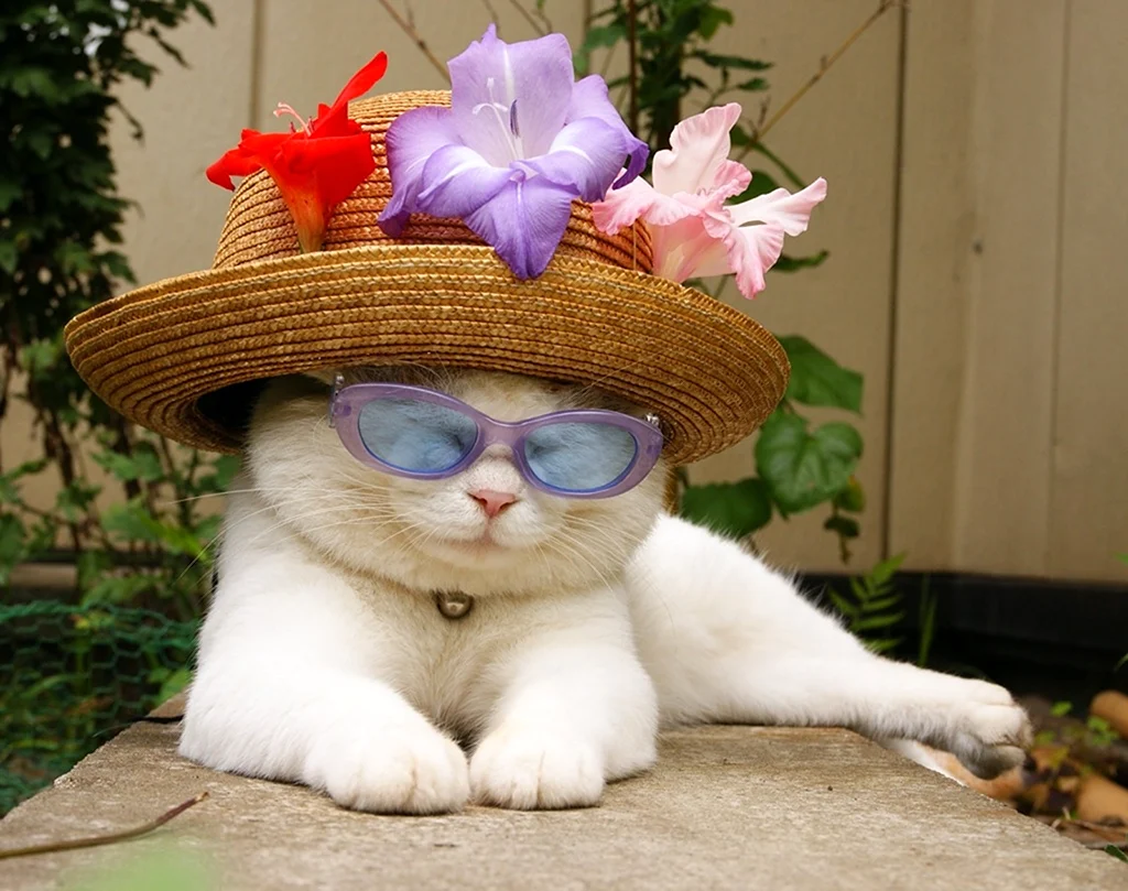 Кошка в шляпе
