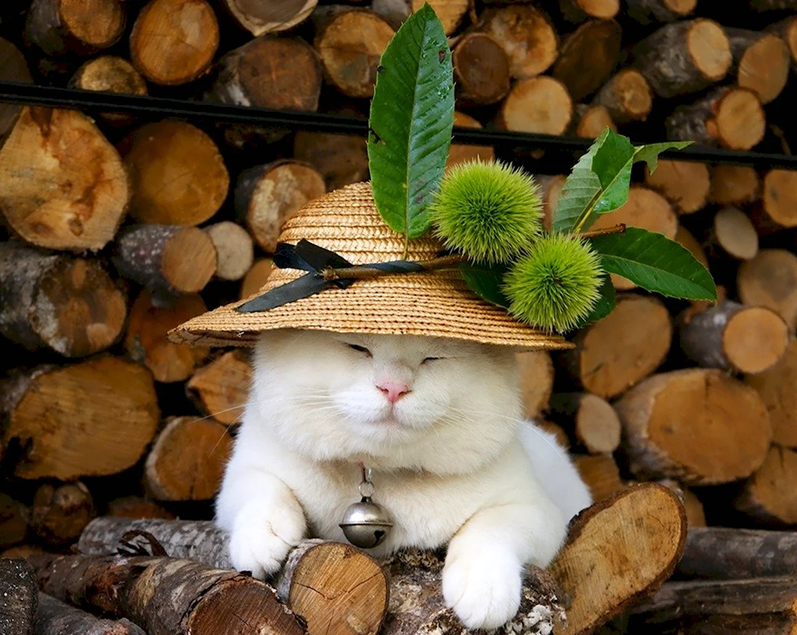 Кошка в шляпе