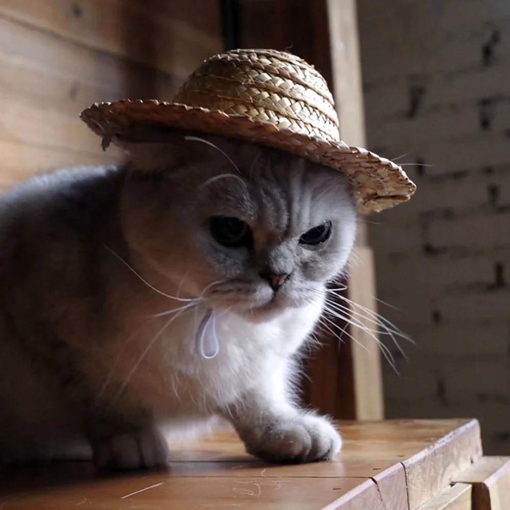 Кошка в шляпе