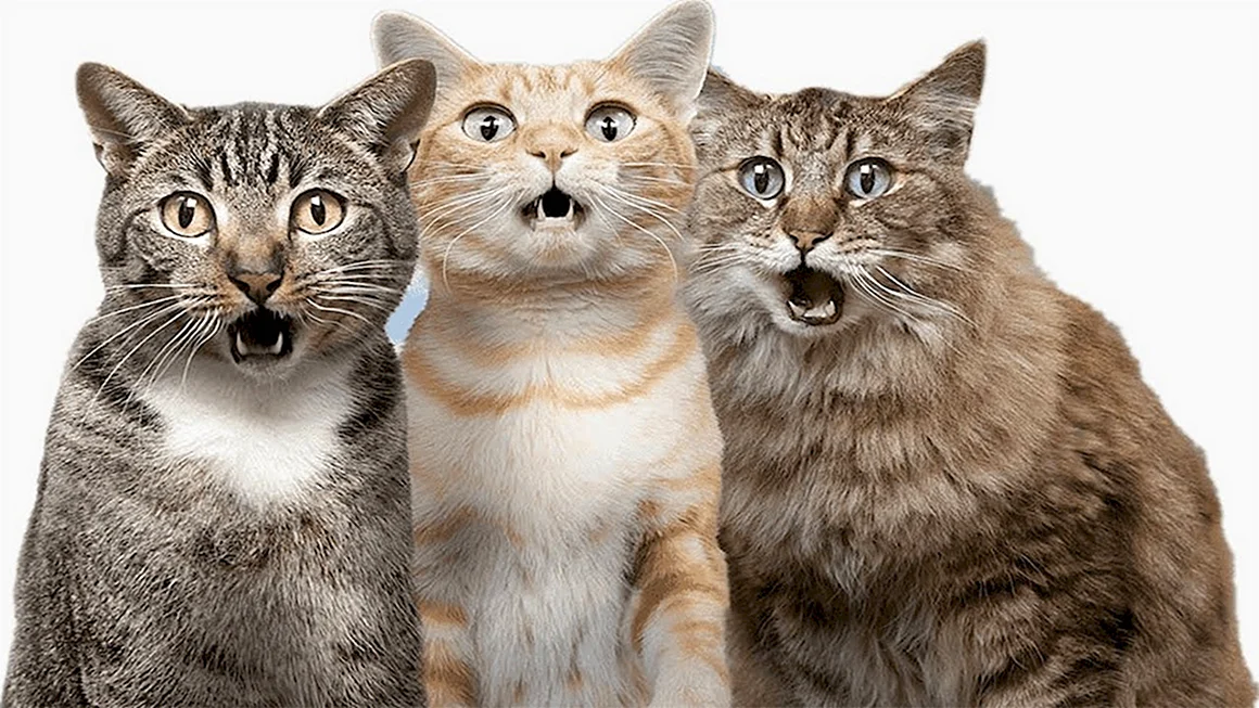 Кошка в шоке