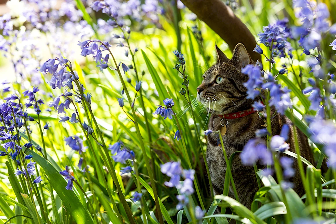 Кошка в цветах