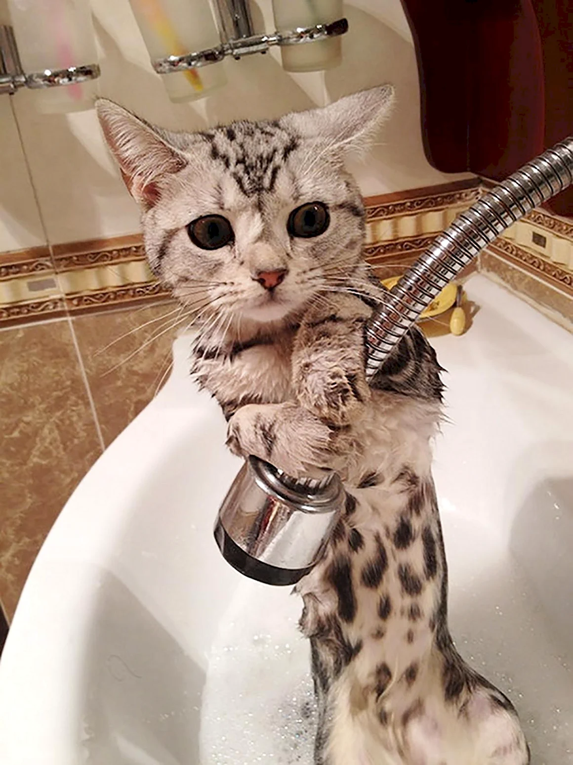 Кошка в ванной