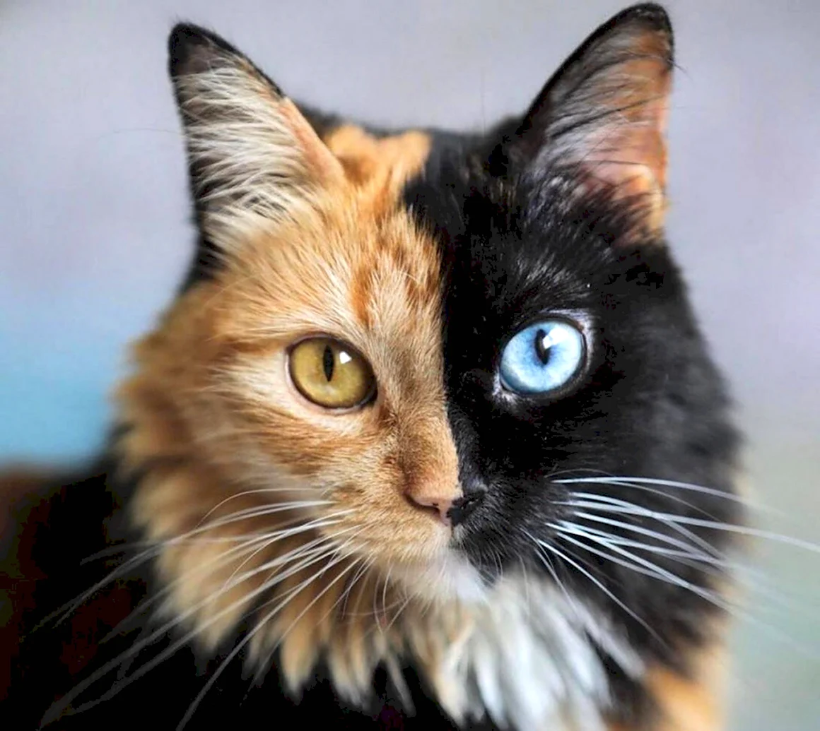 Кошка Венера Химера
