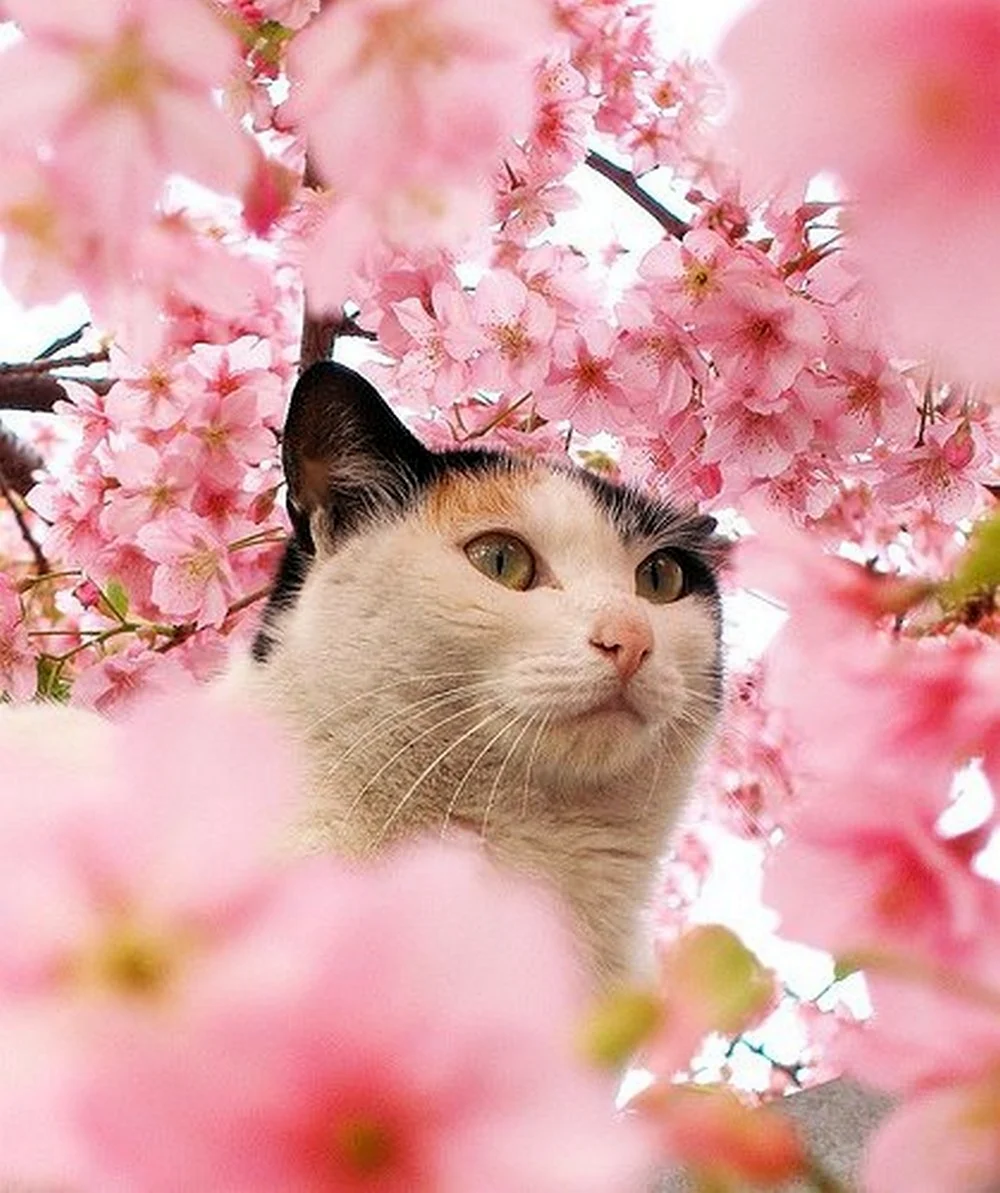 Кошка Весна