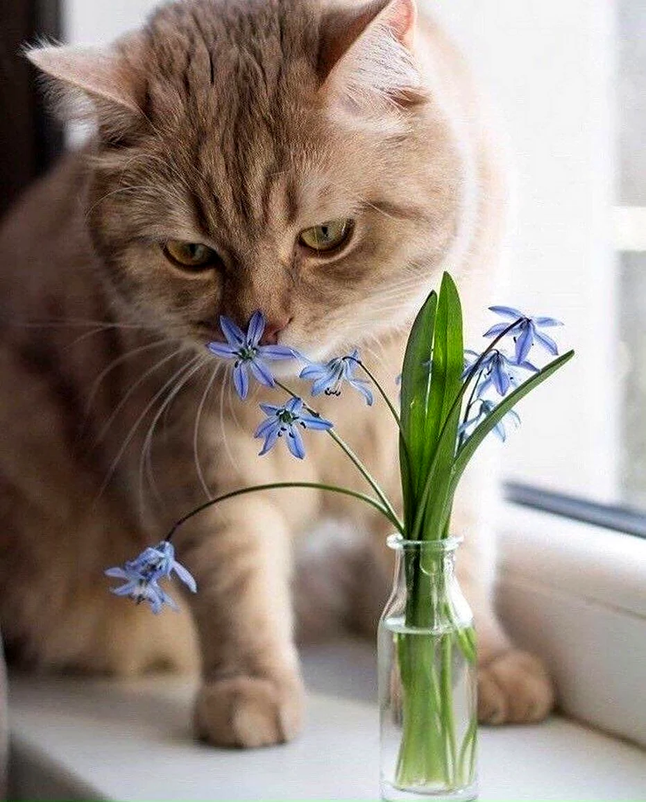 Кошка Весна