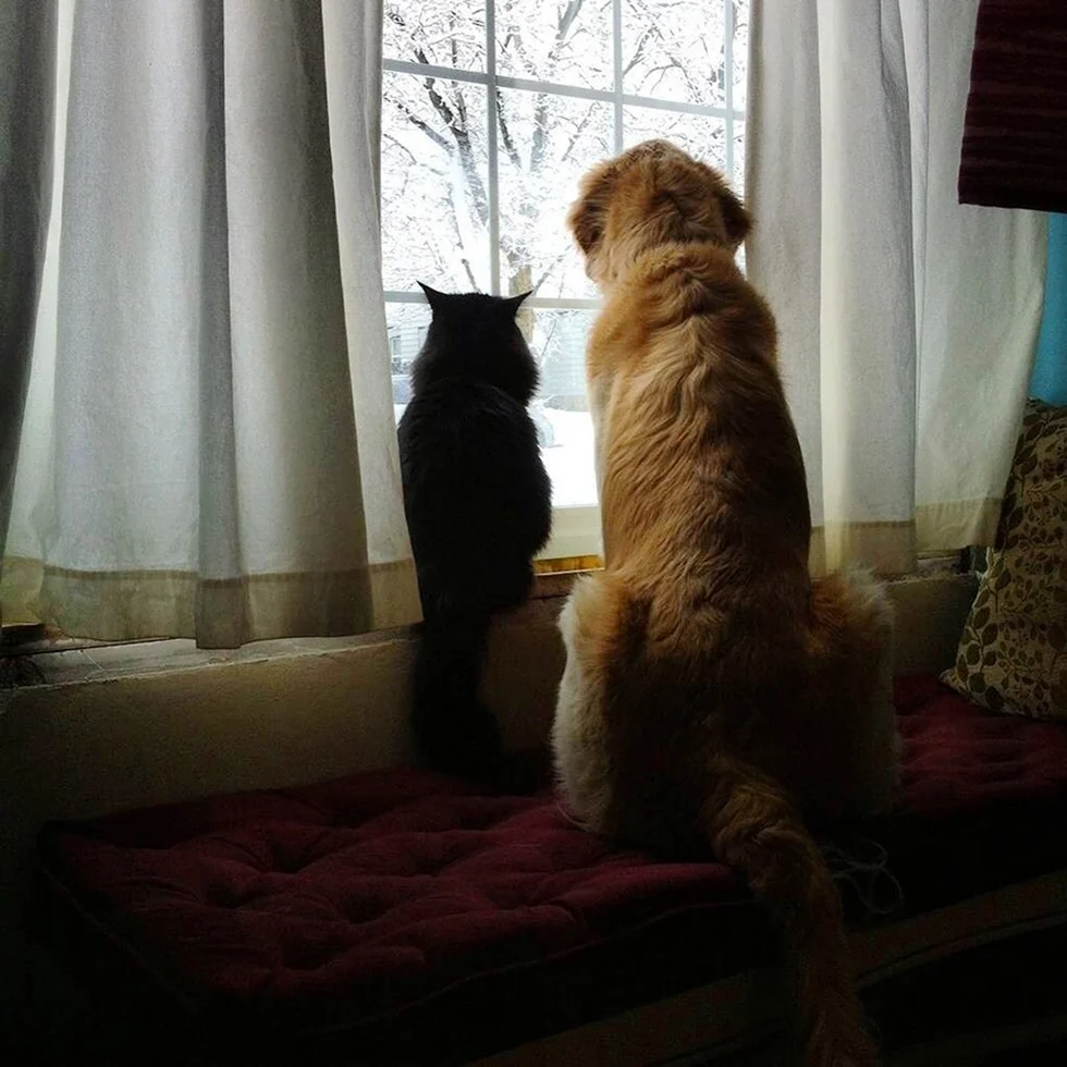 Кошка ждет хозяина