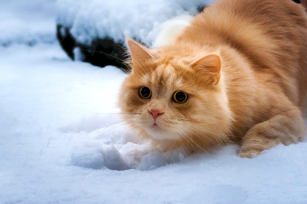 Кошка зима