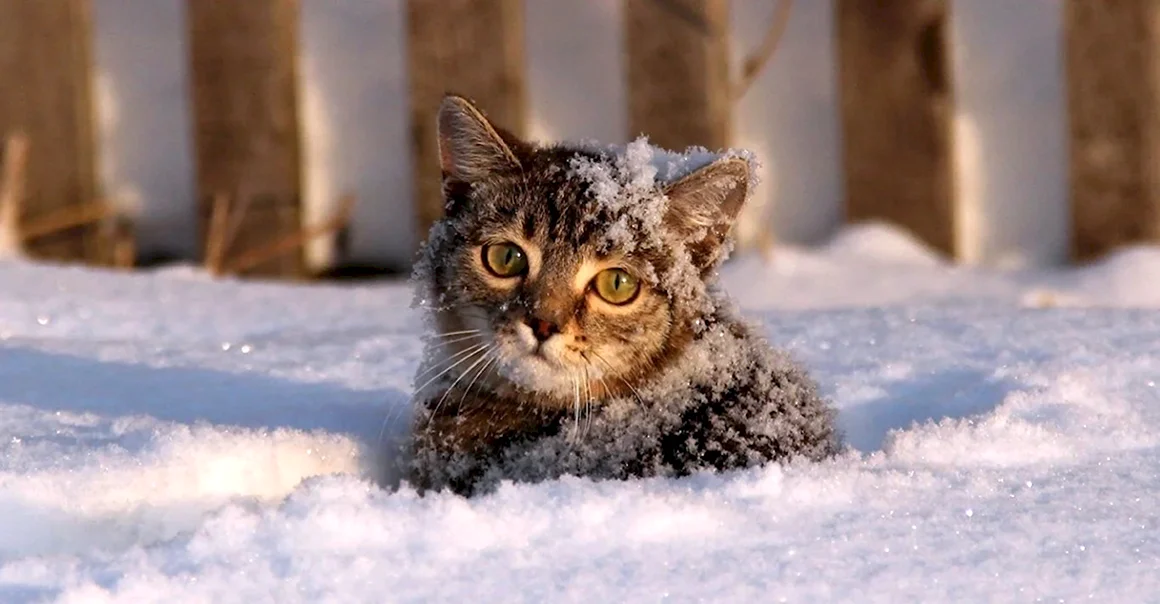 Кошка зима