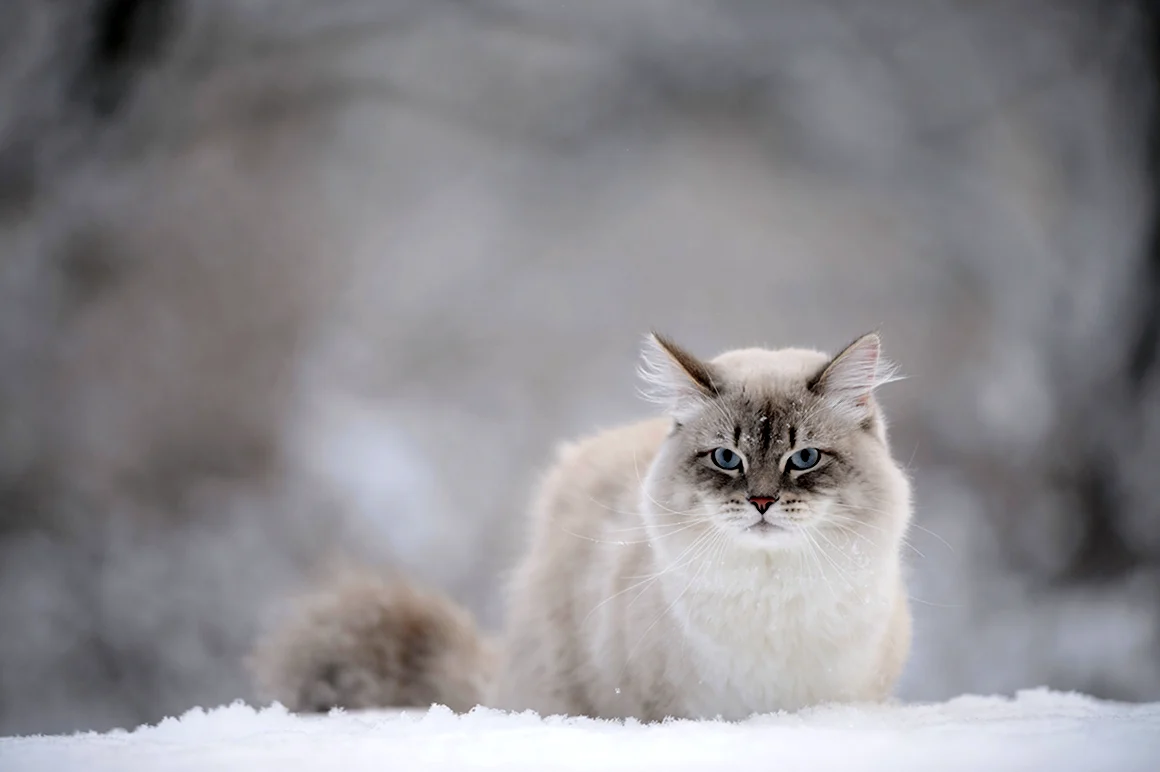 Кошка зима