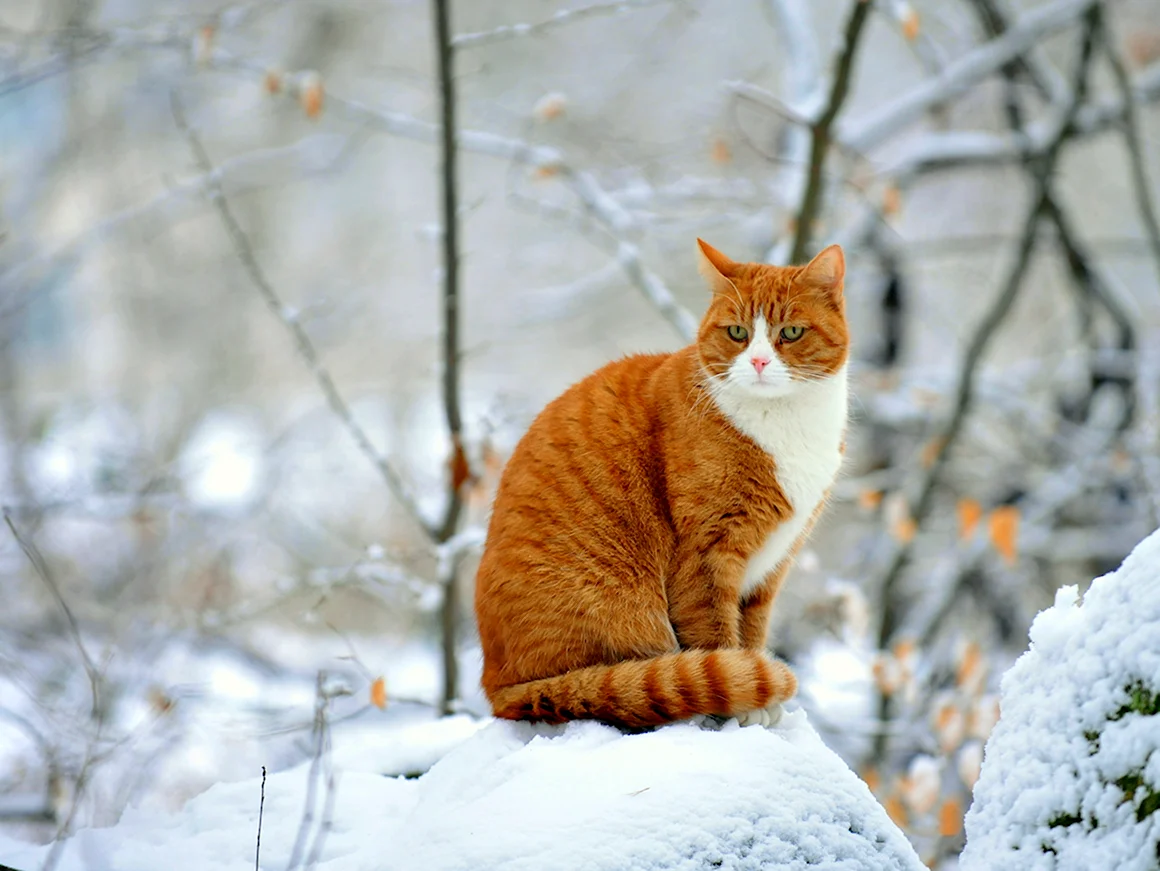 Кошка зима