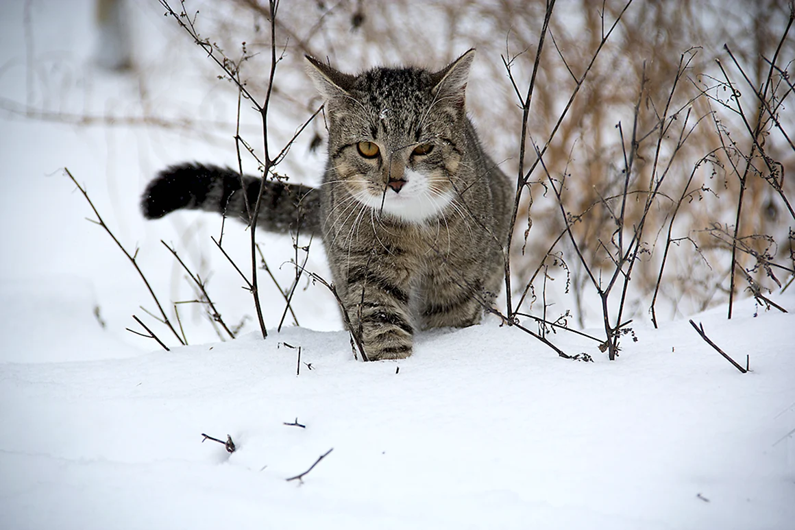 Кошка зима